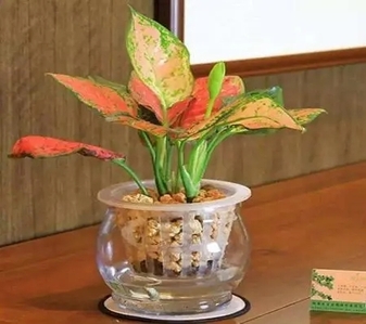 镇海植物租赁服务好